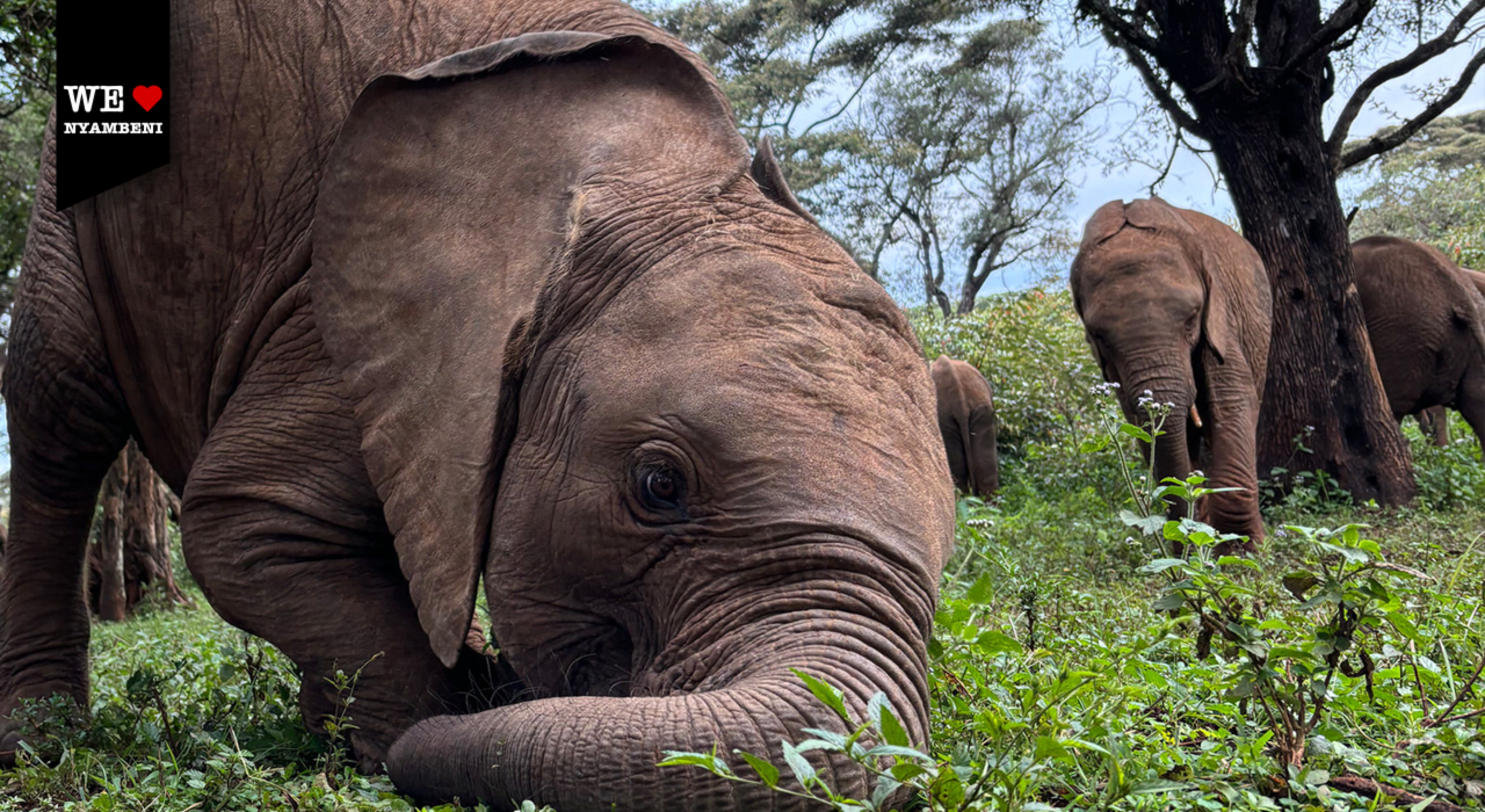 Éléphanteau Nyambeni — Sheldrick Wildlife Trust